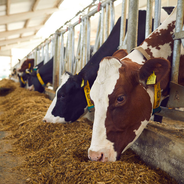 cows in a feed that are being analyzed by CVAS