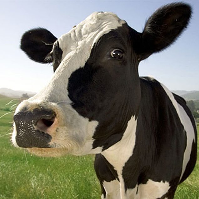dfa cow