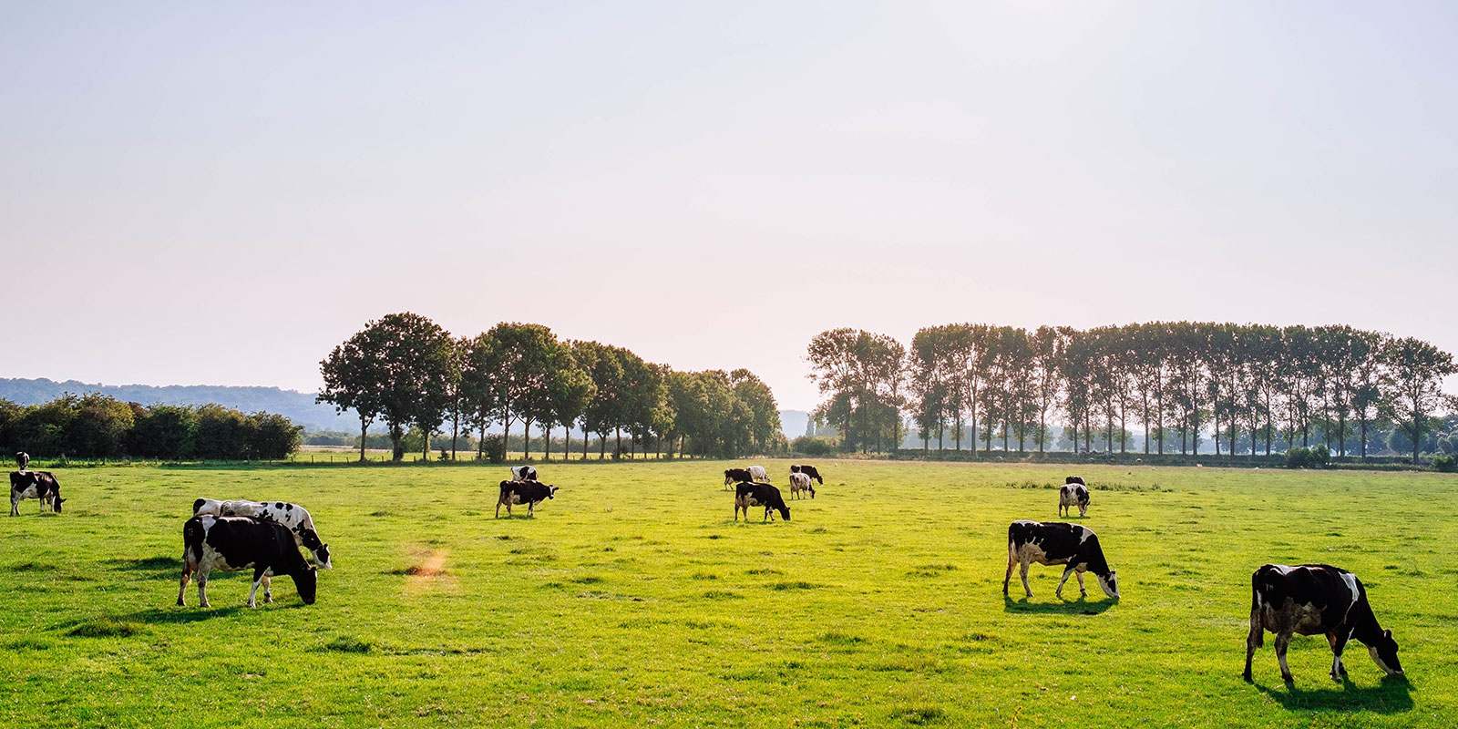dfa farm cows